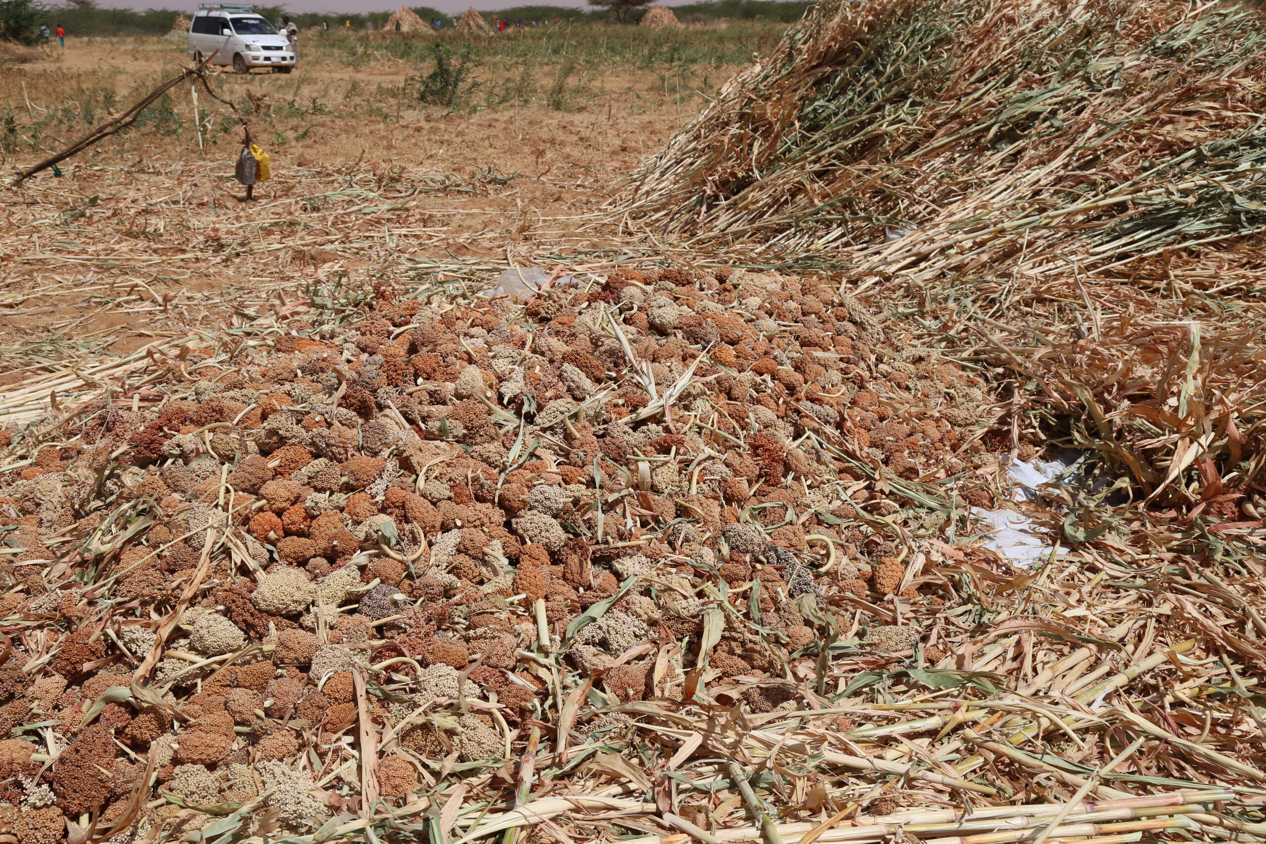Agricultural harvesting