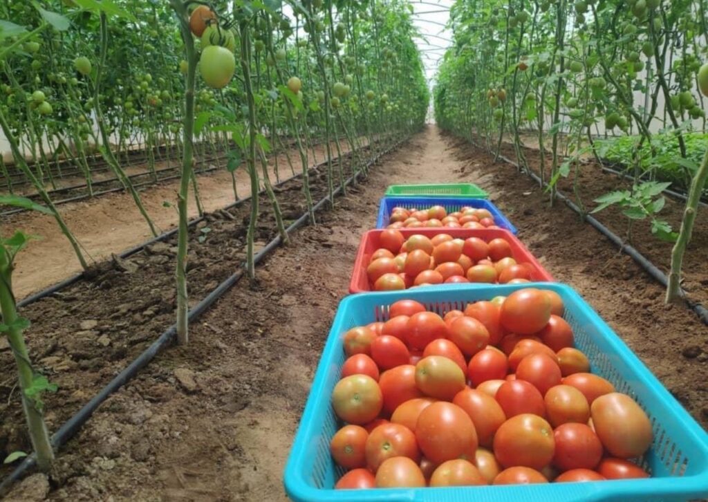 Fresh fruit production