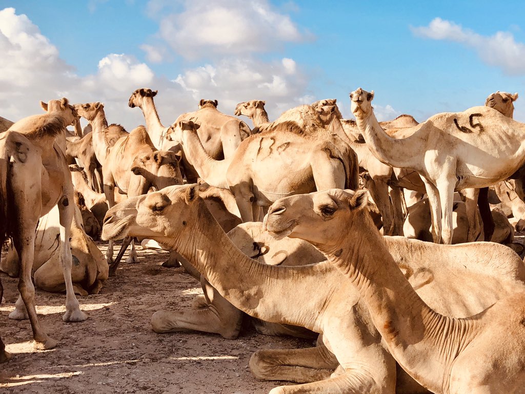Livestock farming and animal production