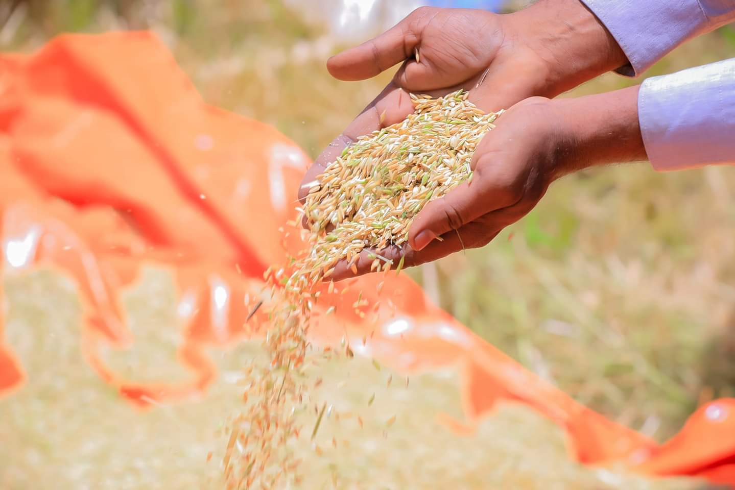 Livestock feed production