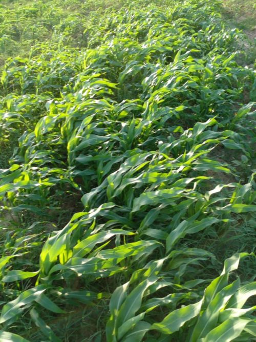 Livestock grazing and green fodder