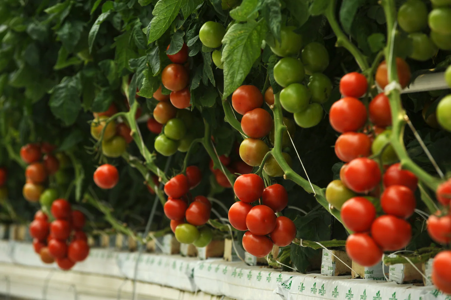 Fresh tomato production