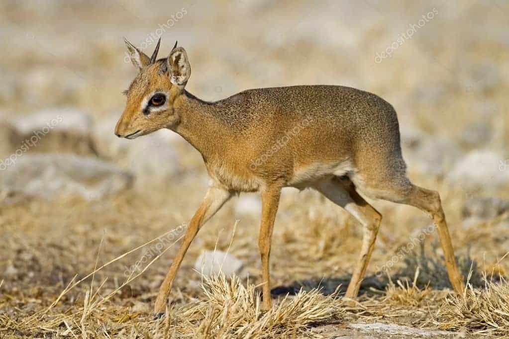 Gazelle in a natural grassland environment