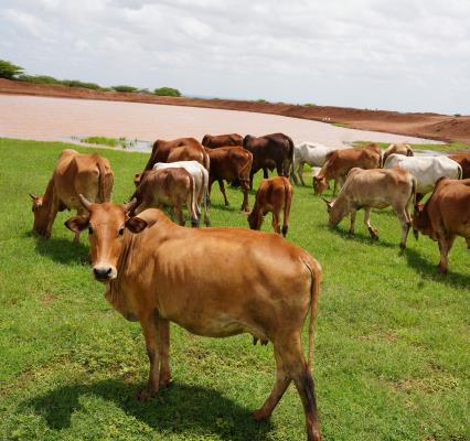 Healthy livestock farming