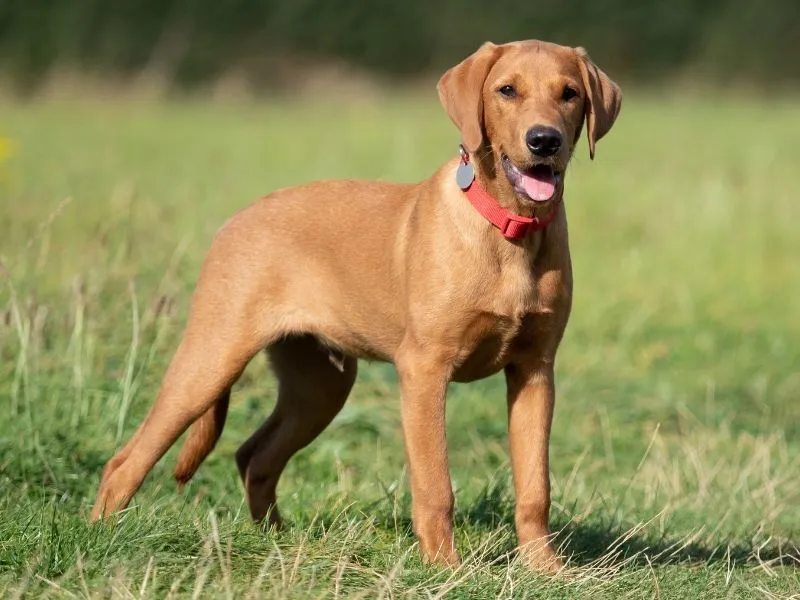 Healthy farm dogs