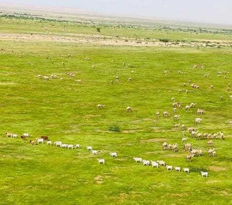 Animals grazing in green fields