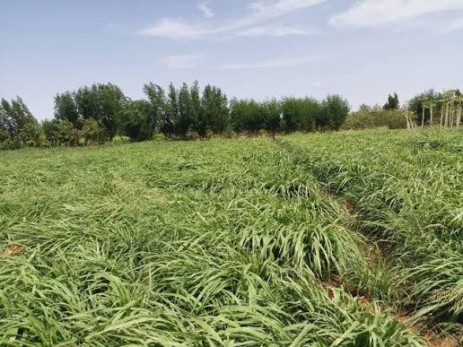 Green fodder and animal feed production