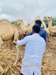 Veterinary care for livestock