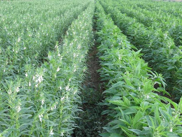 Sesame crop production