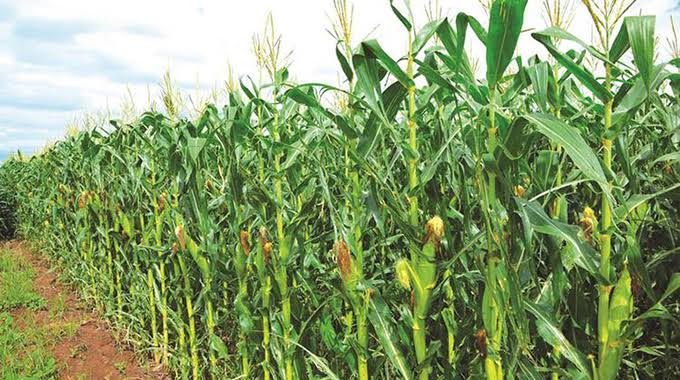 Maize production
