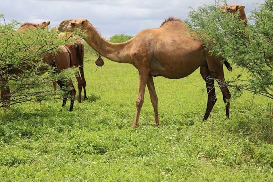Camels in a livestock farm