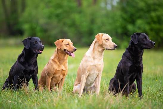 Healthy farm dogs