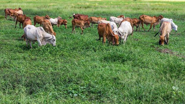 Cattle grazing on green farmland