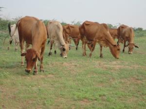Healthy livestock